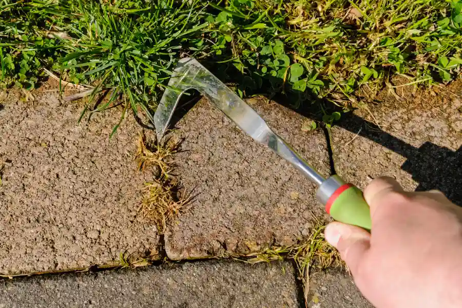 Common Weeds And Their Effect On Landscaping in Keller, TX Common Weeds And Their Effect On Landscaping in Keller, TX