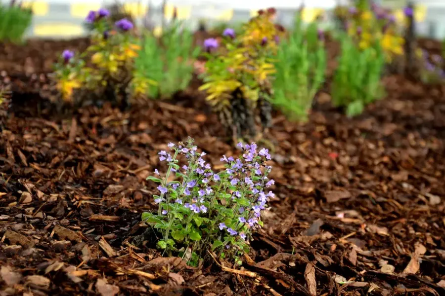 Mulching Tips For Long-lasting Garden Beds Keller, TX Mulching Tips For Long-lasting Garden Beds Keller, TX