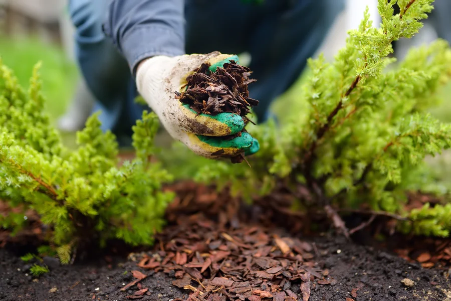 Mulching Tips For Long-lasting Garden Beds in Keller, TX Mulching Tips For Long-lasting Garden Beds in Keller, TX
